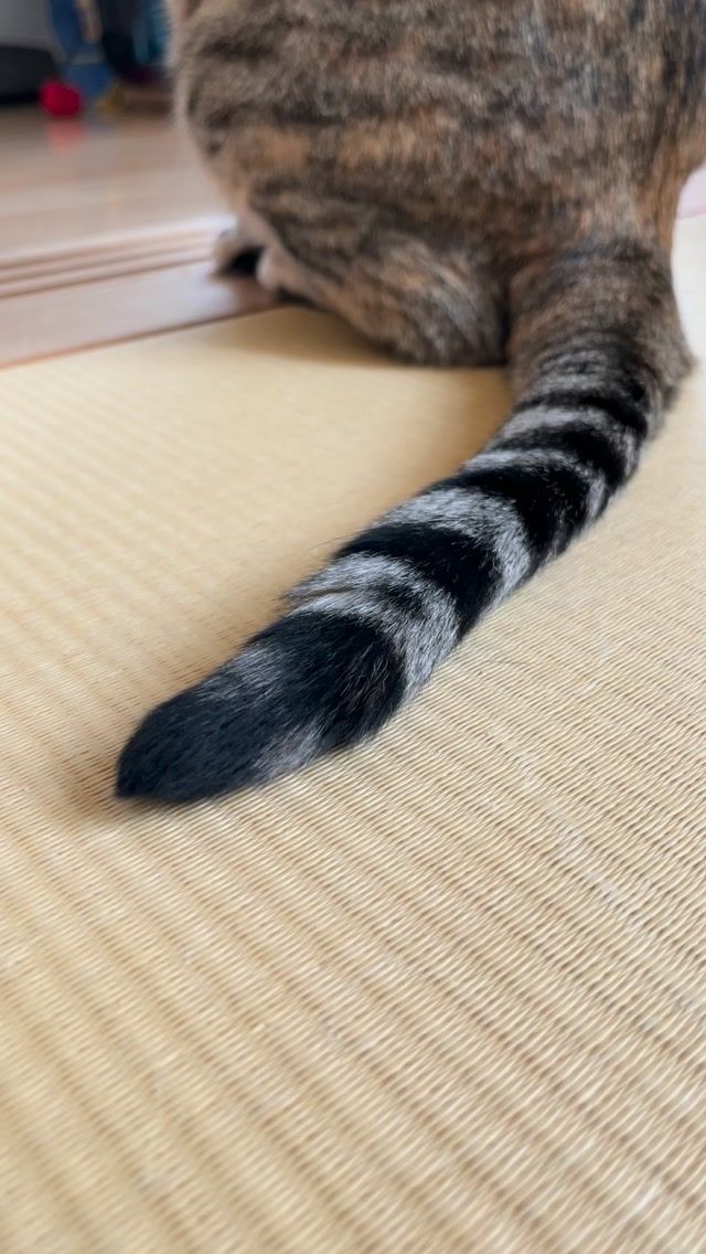 愛猫が畳をバリバリ…気がついたらボロボロに😭💦

そんな「あるあるなお悩み」への対策を3選ご紹介します！

実は、猫ちゃんが畳を引っ掻くのは「わざと困らせている」わけではなく、大切な本能や理由があるんです💡

【なぜ畳で爪をとぐの？】
①古い爪を剥がすため（新陳代謝の生理現象）
②ニオイをつけてマーキングするため（肉球から自分の臭いを出しています）
③ストレスや欲求不満の発散

い草の感触や絶妙な引っかかり具合が、猫ちゃんにとって「最高に爪をとぎやすいスポット」になってしまっているんですね。

【今すぐできる対策3選✨】
① 畳の近くに「専用の爪とぎ」を置く
⇒ 畳のそばに、麻やカーペット素材など、お気に入りの感触の爪とぎを新しく設置してあげましょう！こっちの方が良い！となれば畳で研ぐことも減っていきます。
② 物理的にガードする
⇒ 猫ちゃん対応の人工畳を使ってみましょう。天然い草の香りはありませんが、傷への耐久性が高く、#わんにゃんスマイル畳 などは滑りにくくもなるので、猫ちゃんの足腰にも優しいです♪
③ エネルギーを発散させる
⇒ 遊び足りなさが原因のことも。おもちゃでしっかり遊んでストレス発散してあげてください！

畳の上で寛ぐ猫ちゃん、めちゃくちゃ癒されますよね。大切な和の空間を守りつつ、猫ちゃんもストレスフリーに暮らせる環境づくりをしていきましょう🐾

おうちの猫ちゃんは、どこで爪をとぐのが好きですか？
コメント欄でぜひ教えてくださいね👇

#畳 #畳のある暮らし #猫のいる生活 #愛猫家住宅