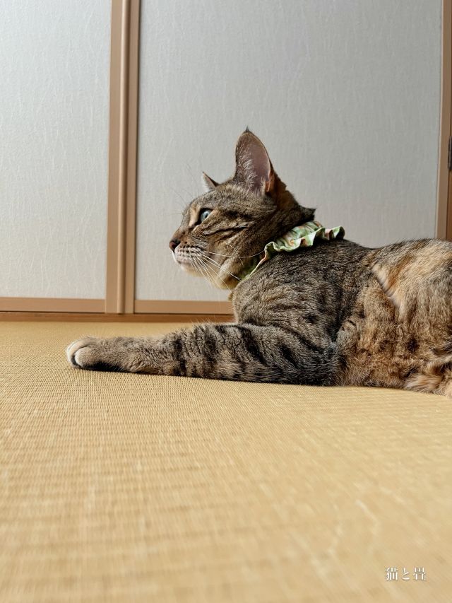 和紙で出来た畳..↓

色を選べて
カビやダニの心配も少なくて
傷にも強い
それが和紙畳

い草の香りは無いし
い草より足触りは硬めだけど
畳はクッション性が良いので
猫ちゃんもこの通りリラックス

photo DAIKEN 和紙畳 清流カラー02 黄金色

あなたは誰とどんな暮らしをしたいですか？
畳があれば作れる ほっと一息つける空間
暮らし方によってオススメの畳をご紹介します♪

ご相談や質問はどうぞお気軽にお声掛けください✨

#畳 #畳のある暮らし #和室インテリア #猫とおうち時間